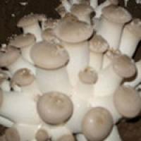 绿色菌菇:杏鲍菇