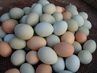 散养禽蛋:柴鸡蛋